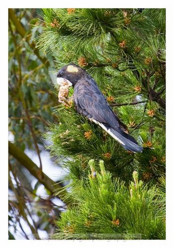 black cockatoo
